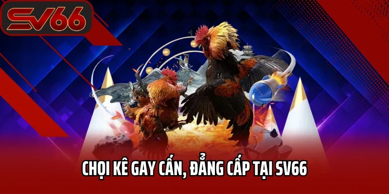 Chọi kê gay cấn, đẳng cấp tại SV66